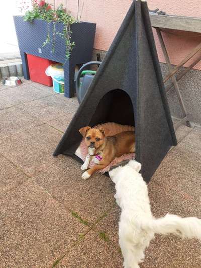 Auslandstierschutz-Beitrag-Bild