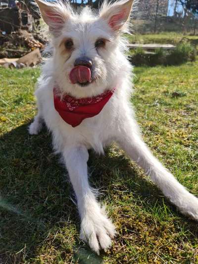 Auslandstierschutz-Beitrag-Bild