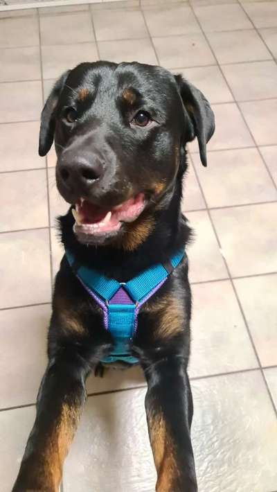 Auslandstierschutz-Beitrag-Bild