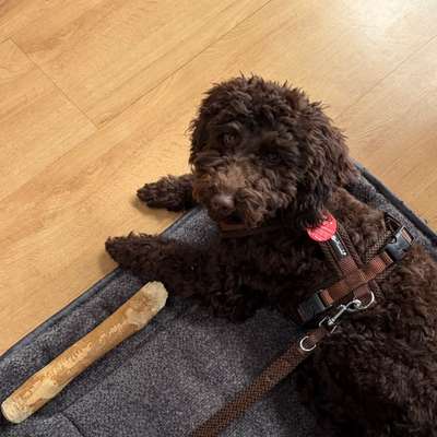 Hundetreffen-Sozialisierung/ Spielen in Sendling-Bild