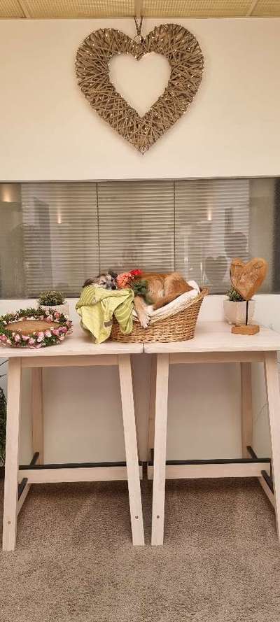 Wie ich meine Tiere verabschiede-Beitrag-Bild