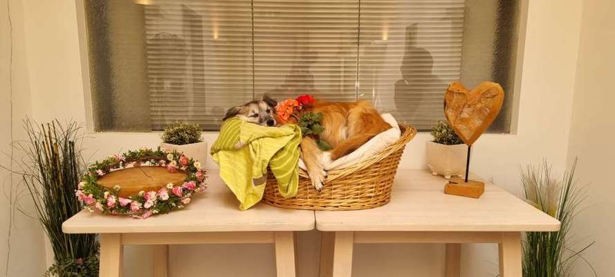 Wie ich meine Tiere verabschiede-Beitrag-Bild