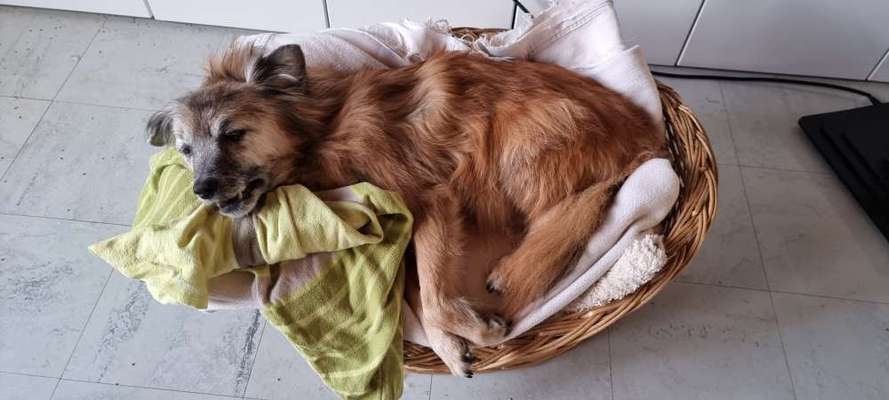 Wie ich meine Tiere verabschiede-Beitrag-Bild