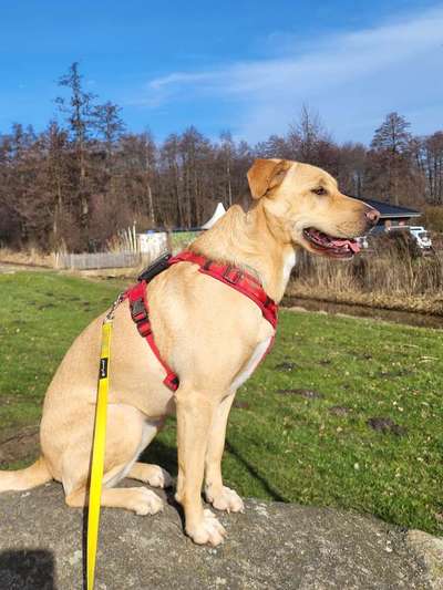 Auslandstierschutz-Beitrag-Bild