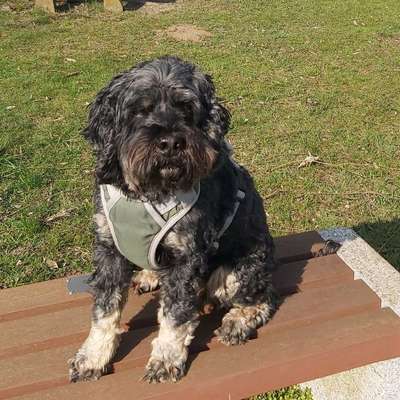 Hundetreffen-Spaziergang Straubing, gerne wochentags-Bild