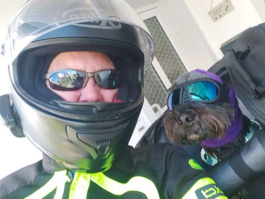 Hundetreffen-Spaziergang Straubing, gerne wochentags-Bild