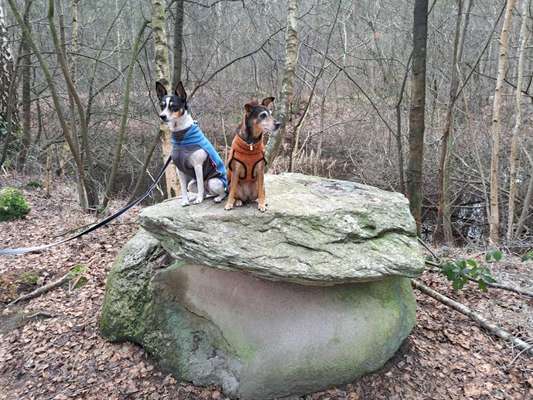 Ratonero Bodeguero Andaluz (plus Mischlinge)-Beitrag-Bild