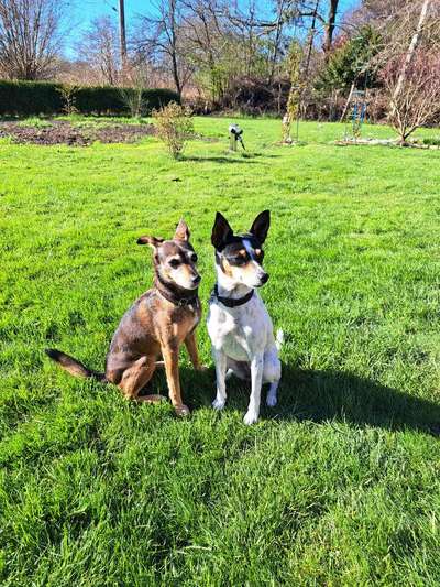 Ratonero Bodeguero Andaluz-Beitrag-Bild