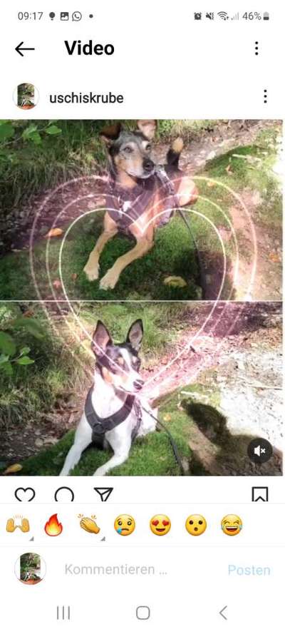 Mischlinge - wo habt Ihr Eure gefunden?-Beitrag-Bild