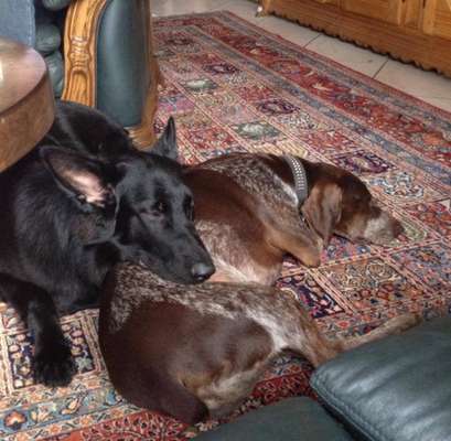 Sind hier Deutsch Kurzhaar/ Jagdhunde?-Beitrag-Bild