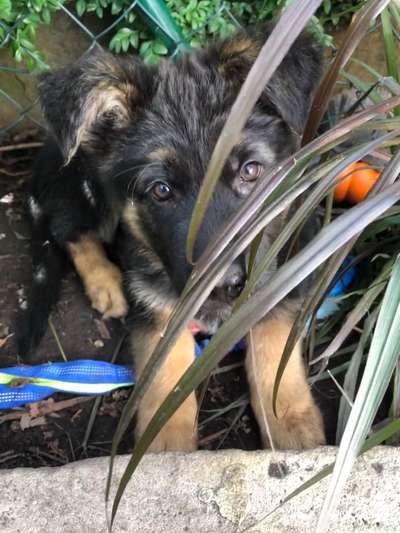 Challenge 23 : "  Euer Hund beim Frühlingserwachen "-Beitrag-Bild