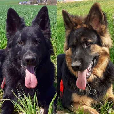 Schäferhund-Beitrag-Bild