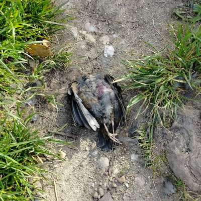 Giftköder-Tierkadaver-Bild