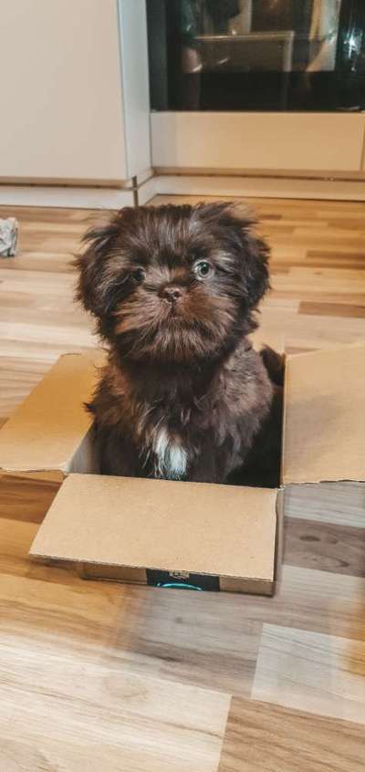 Shih Tzu von Jung bis Senioren-Beitrag-Bild