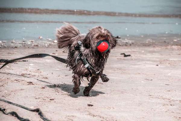 Urlaub mit Hund in Holland-Beitrag-Bild