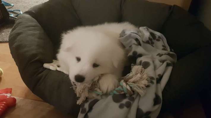 Nordische Hunde-Beitrag-Bild