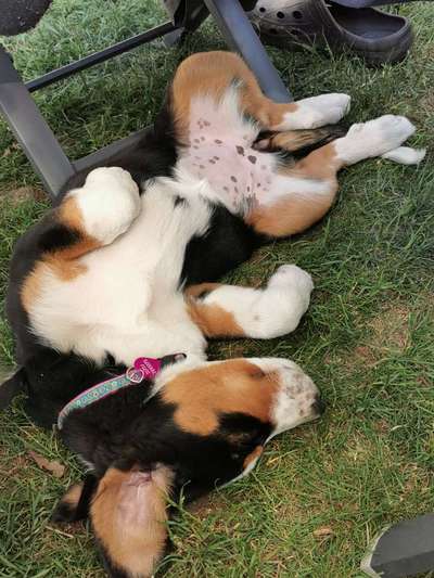 Dogorama Photo Challenge - Zeigt her eure Bäuche-Beitrag-Bild