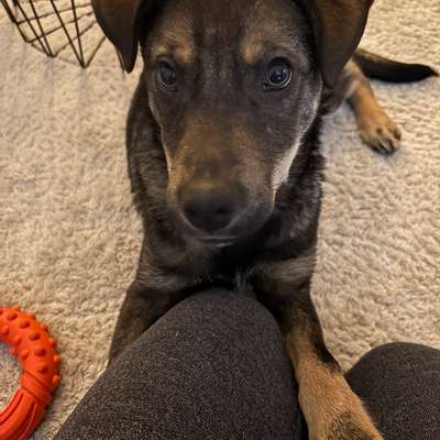 Hundetreffen-Social Walk, Training, Spieltreff-Bild