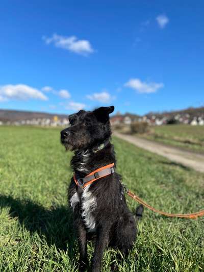 Dogorama Photo Challenge - Der Frühling kommt-Beitrag-Bild