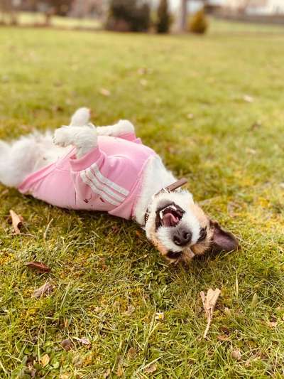 Die Dogorama Kalender Challenge Teil 3/4-Beitrag-Bild