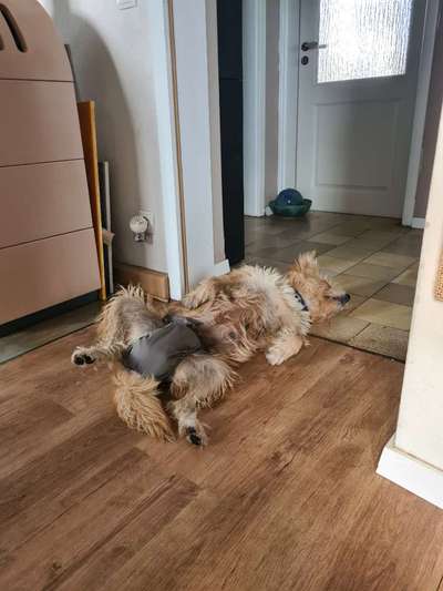 Roxy ist zum 1sten Mal läufig!-Beitrag-Bild