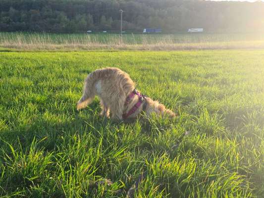 Dogorama Photo Challenge - Buddeln-Beitrag-Bild