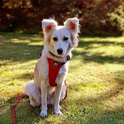 Hundetreffen-Spielfreunde gesucht-Bild