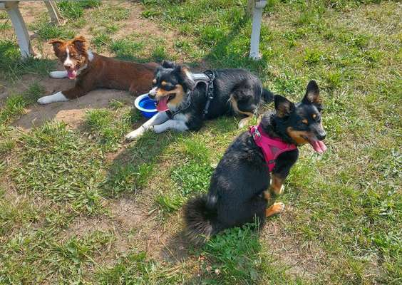 Unsere Fellnasen-Vielfalt im Überblick!-Beitrag-Bild