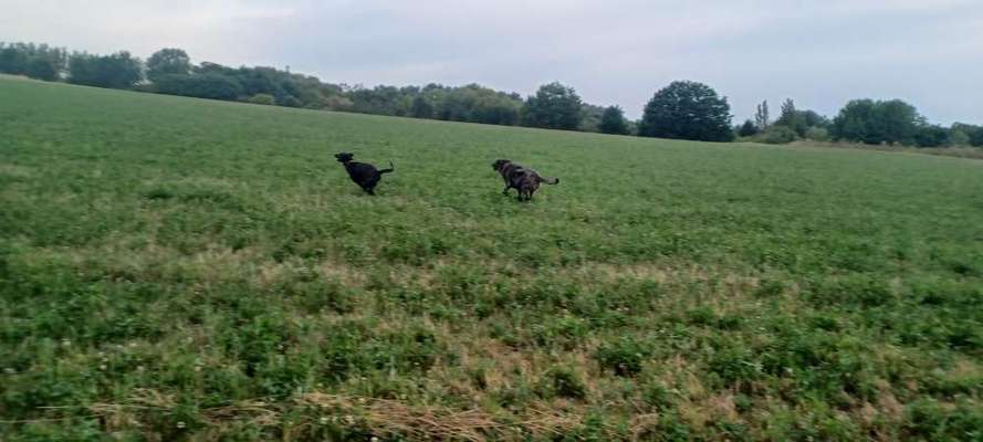 Dogorama Photo Challenge - Hunde in Action-Beitrag-Bild