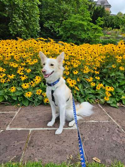TierschutzhundeStammtisch🐕-Beitrag-Bild