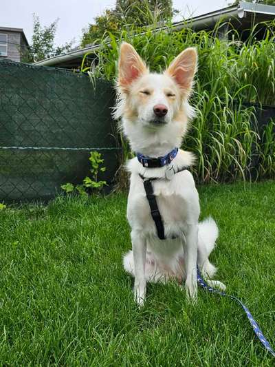 Podenco/Mischlinge hier? :-)-Beitrag-Bild