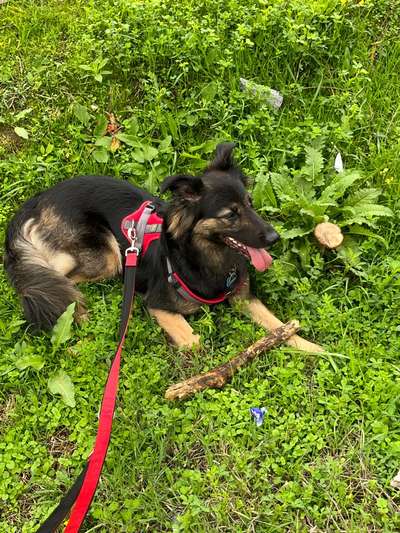 Hundetreffen-Trainingspartner/Gassipartner-Bild