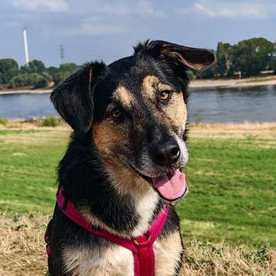 Hundetreffen-Hunderunde für neue Kontakte-Bild