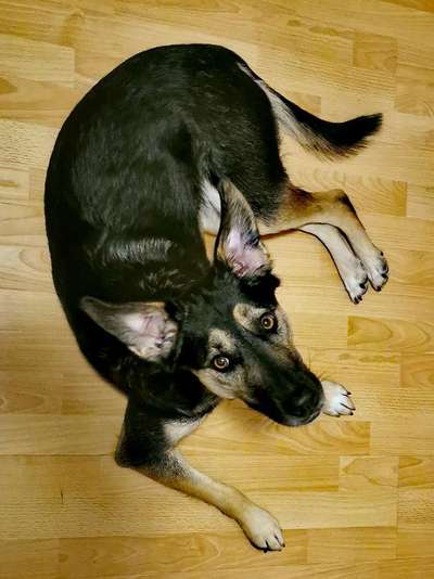 Mischlingshunde Foto Aufruf-Beitrag-Bild