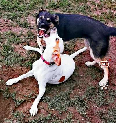 Die Dogorama Wochen Challenge "Friends will be Friends"-Beitrag-Bild