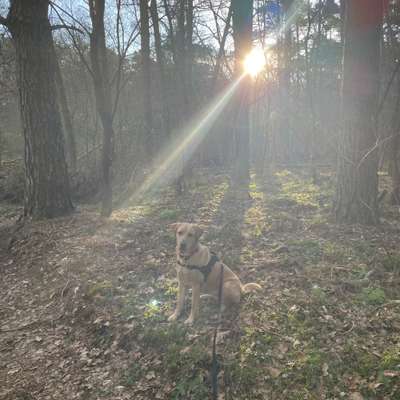 Hundetreffen-Spielrunden mit Junghund