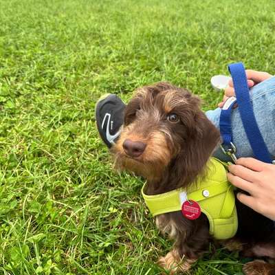 Hundetreffen-Playdate  for puppies-Bild