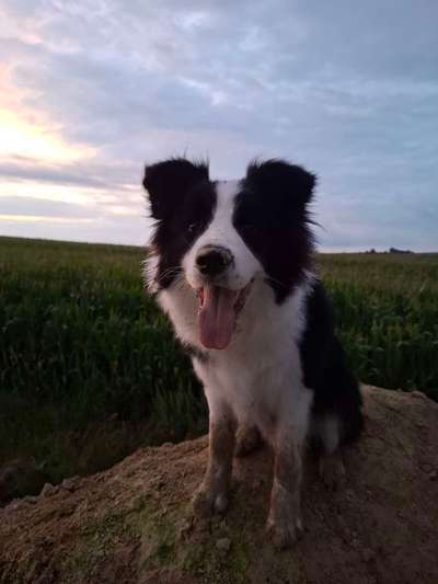 Hundetreffen-Hundekumpel für Dio gesucht-Bild