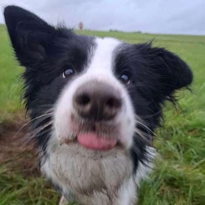 Hundetreffen-Hundekumpel für Dio gesucht-Bild