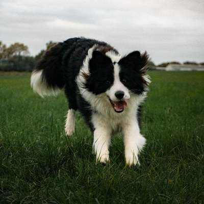 Hundetreffen-Hundekumpel für Dio gesucht-Bild