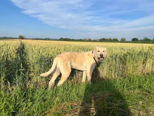 Hundetreffen-Gassirunde-Bild