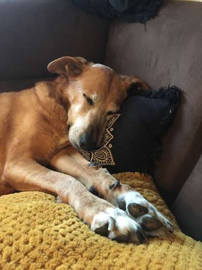 Postet das beste Foto von euren 4 beinern-Beitrag-Bild