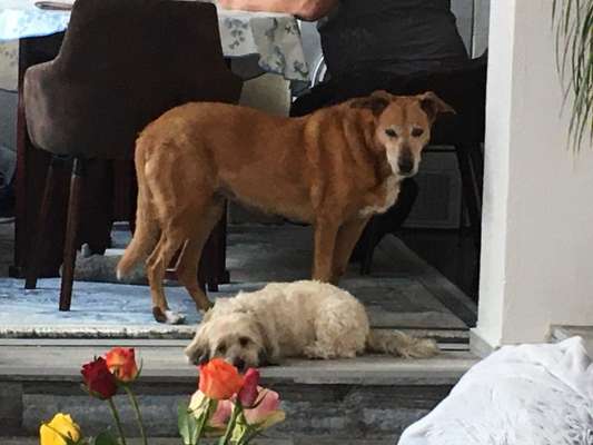 Mehrere Hunde zuhause !-Beitrag-Bild