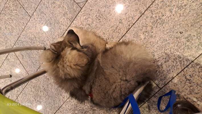Gehören Hunde ins Restaurant?-Beitrag-Bild