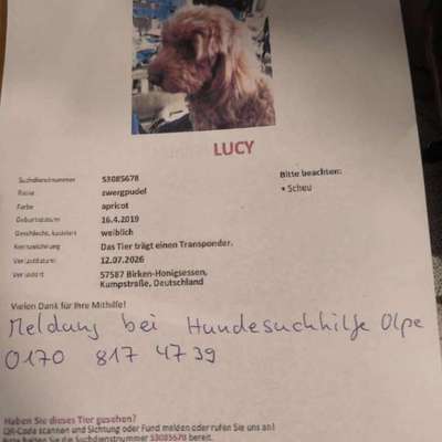 Suchmeldung-Lucy-Bild