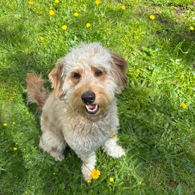 Hundetreffen-Treffen auf der Hundewiese-Bild
