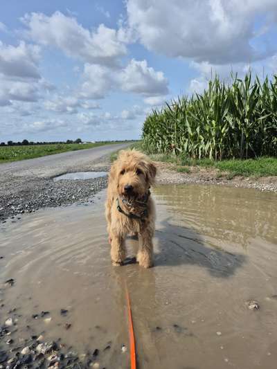 Hundetreffen-Spiel- und Trainingspartner gesucht-Bild