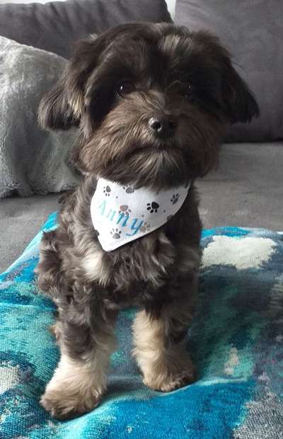 Bolonka Zwetna Freunde-Beitrag-Bild