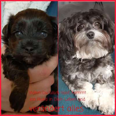 Bolonka Zwetna Freunde-Beitrag-Bild