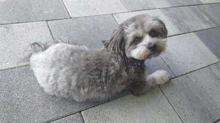 Bolonka Zwetna Freunde-Beitrag-Bild